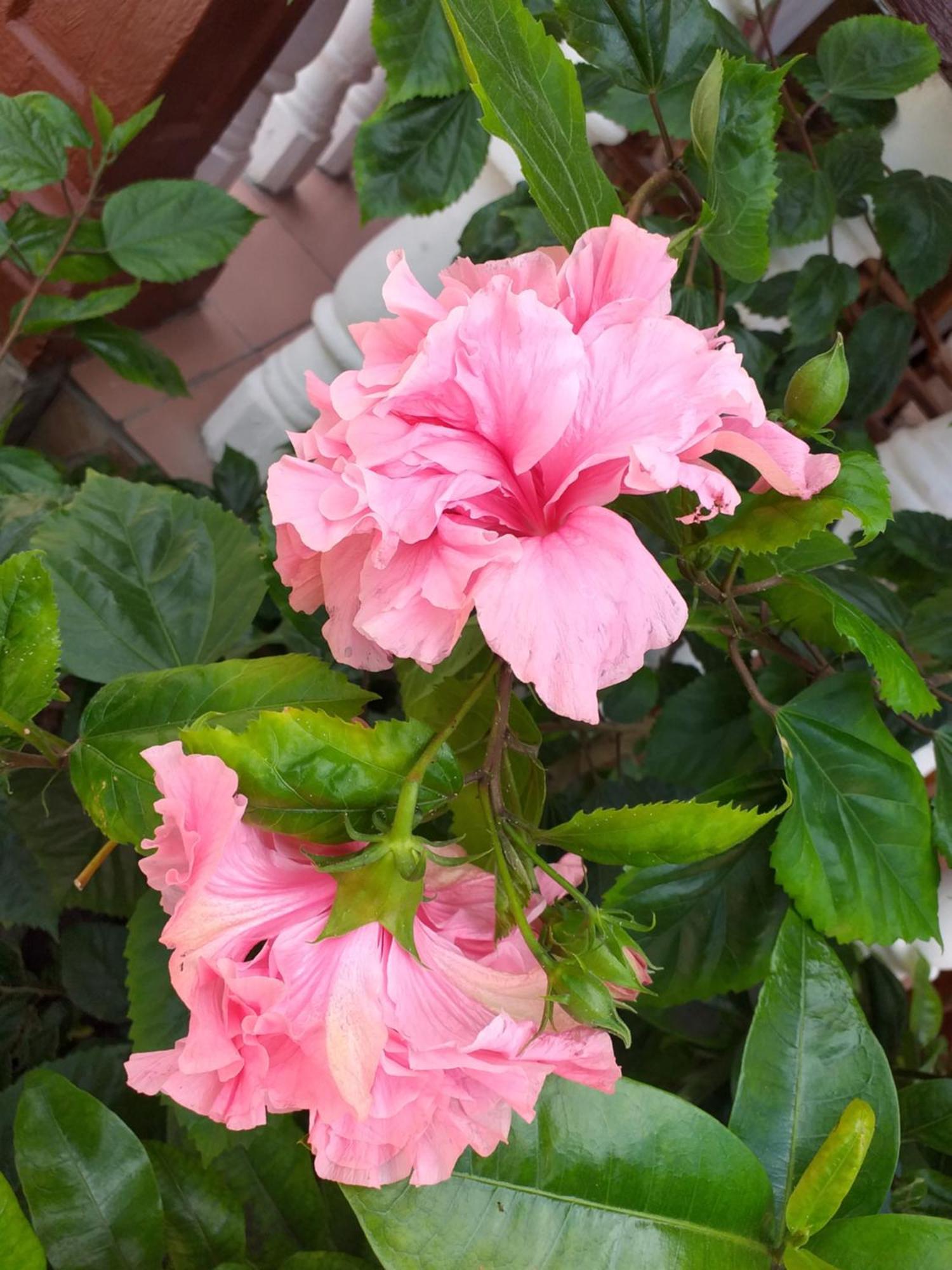 Pension Hibiscus La Digue Bagian luar foto