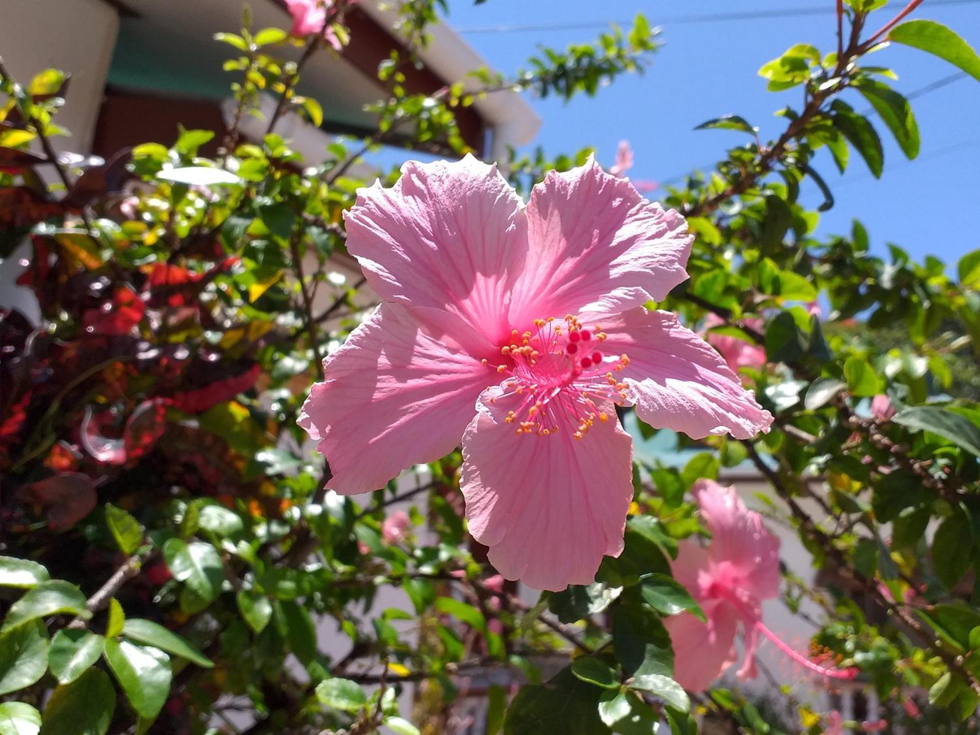Pension Hibiscus La Digue Bagian luar foto